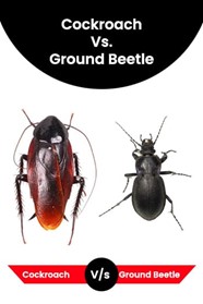 beetlevscockroach.jpg
