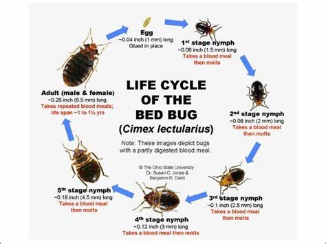 bedbuglifecycle.jpg